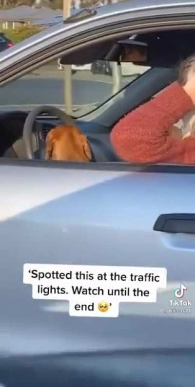 Surprise dog