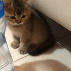 Ace ,very smoll cat
