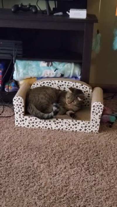 After losing my cat 3 years ago, I finally adopted another one. Meet Mouse, she's a little weird, but I love her so much already.
