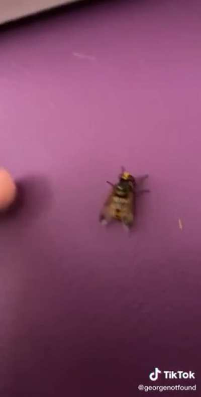 Look at that wasp