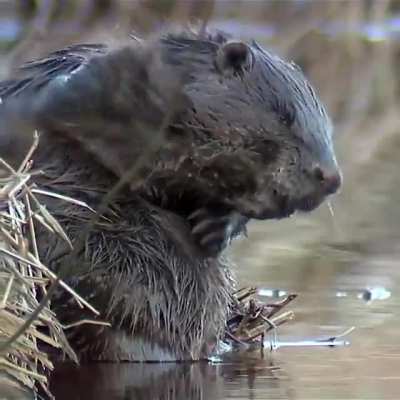 Beavers may be best known for their work ethic and remarkable ingenuity, but they are also naturally clean animals. These rodents utilize their double-claw toenail on the second toe of each hind foot to comb and groom the fur.