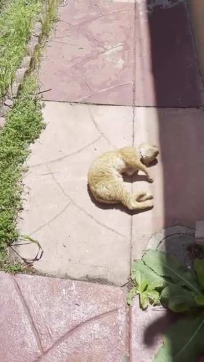 Help!! I told my cat it’s time to go back inside and he won’t stop screaming at me!!
