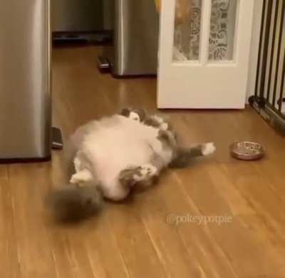 Котик