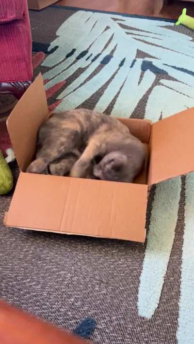 Trapped