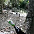Ladies and gentlemen, The Beer Chugging Goat.