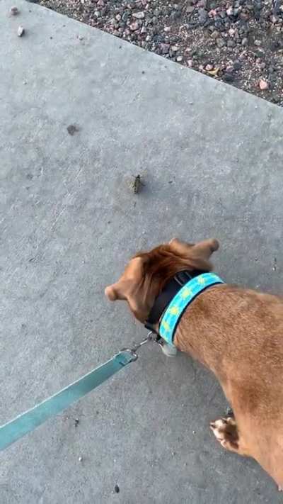 Hippo versus butterfly. Stone cold killer.