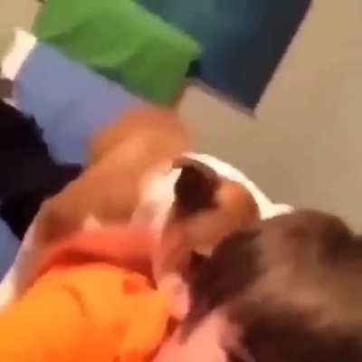 Cursed_dog