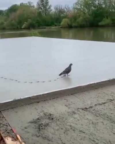 A pigeon leaving its mark