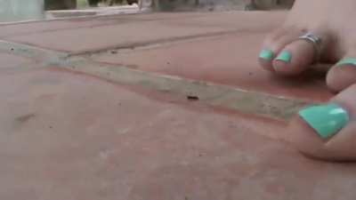 Ants