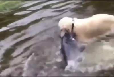 cachorro pescador