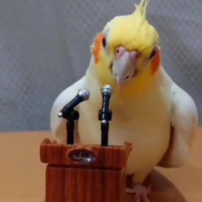 This bird spitting facts⁉️😈 or nah❗👎
