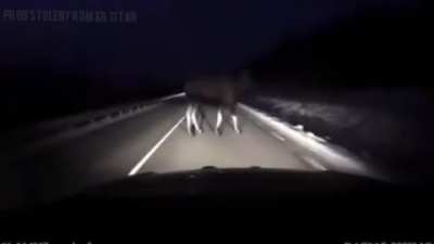 cow