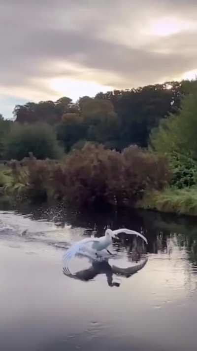 How swan lands
