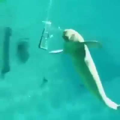 🔥 Beluga Whale playing with bubbles