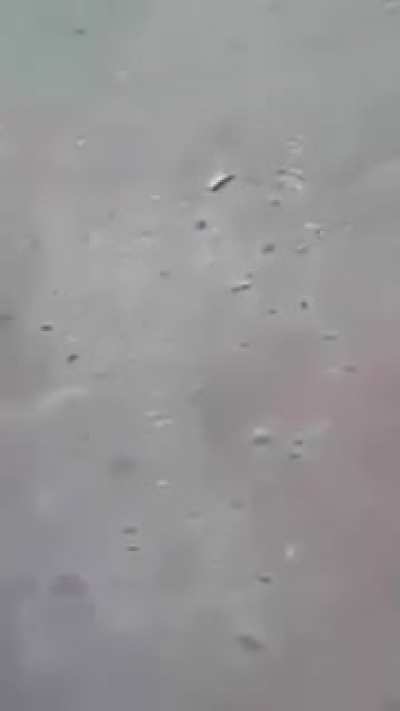 Vermin runs up on the wrong bird, gets knocked the fuck out 🤡