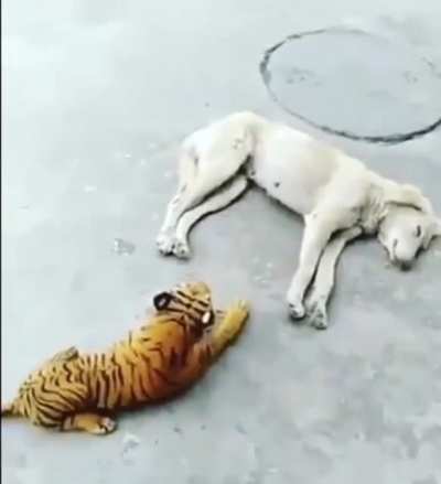 He doesn’t like tigers