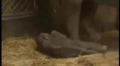 Baby elephant dozes off while standing
