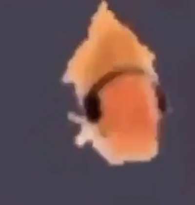 Rip off nemo