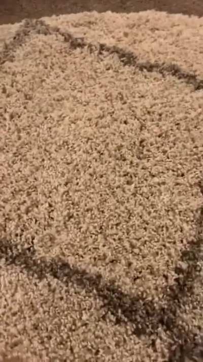 Nice carpet