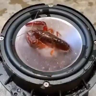 Animal abuse