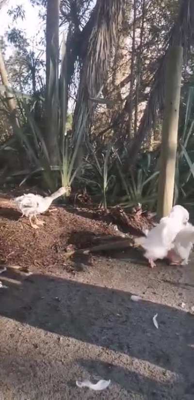 Goose fight