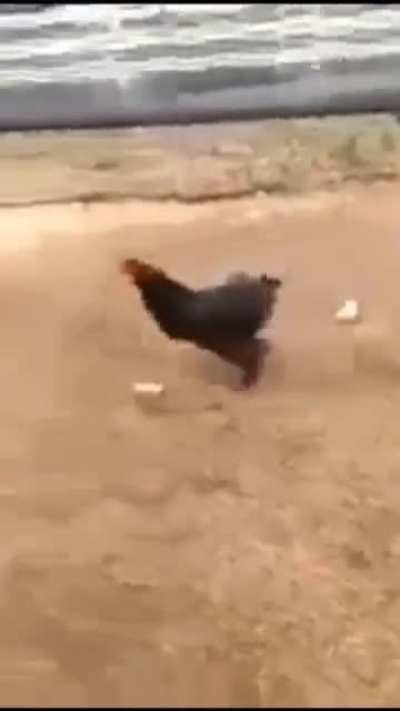 chicken