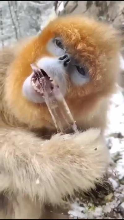 Enjoying calorie free ice cream