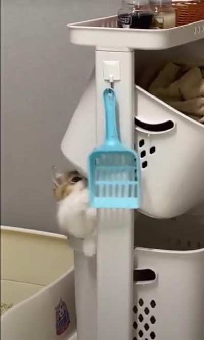 Rio the cat loves his pooper scooper