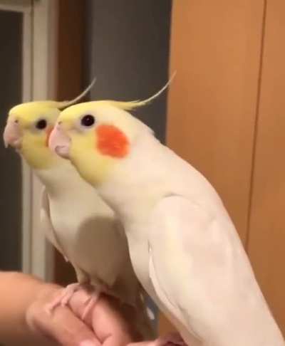 Such talent!