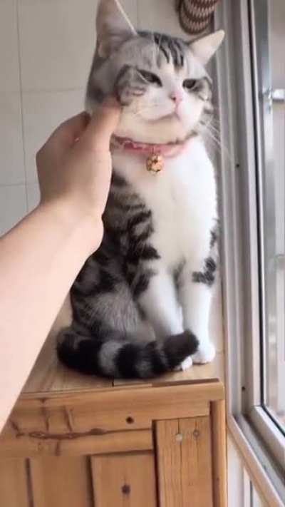😻