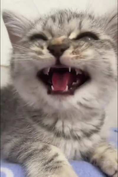The Kitty 'Puuredator'