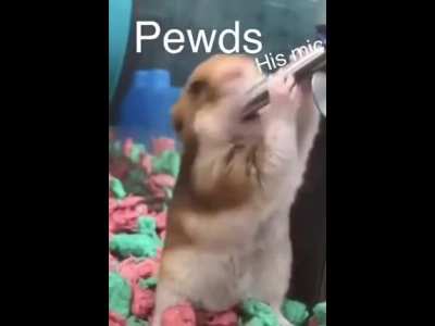 The mic is very salty