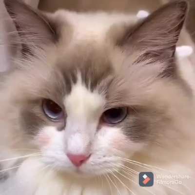 The cutest meow?