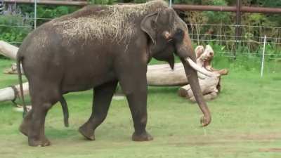 Talking about superpowers, elephants have some