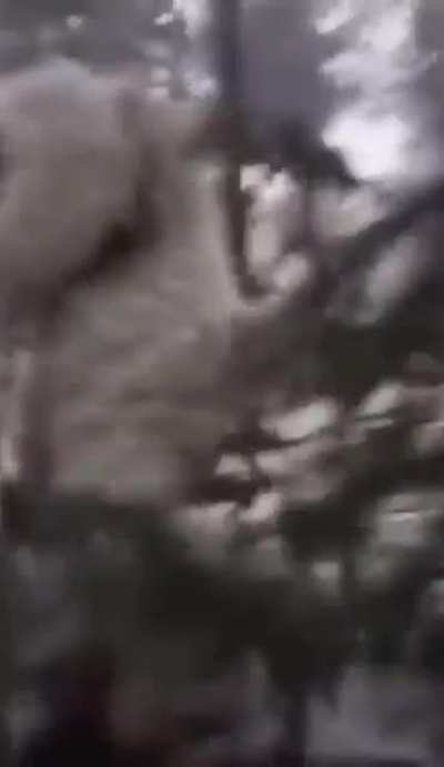 murió xd