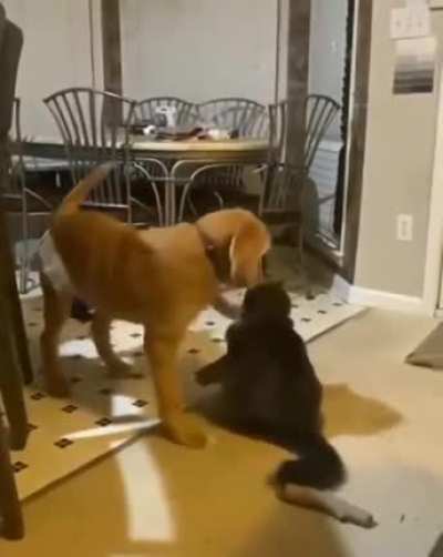 When you like to bully.