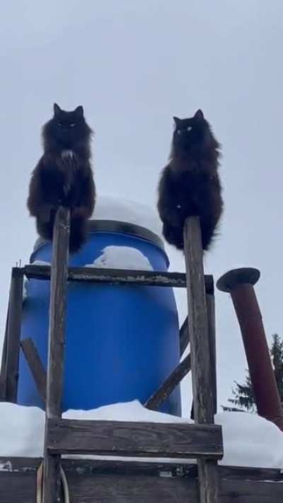 Live Gargoyles