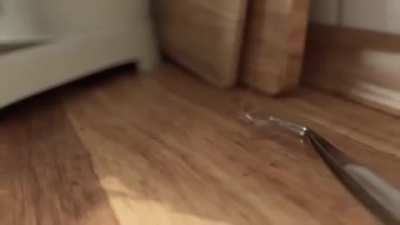 Spider hunting can be fun