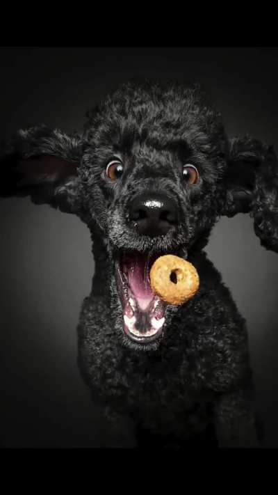 He photographs dogs catching treats and it's pure joy.