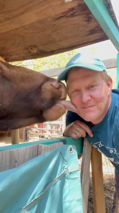 Cow Kisses