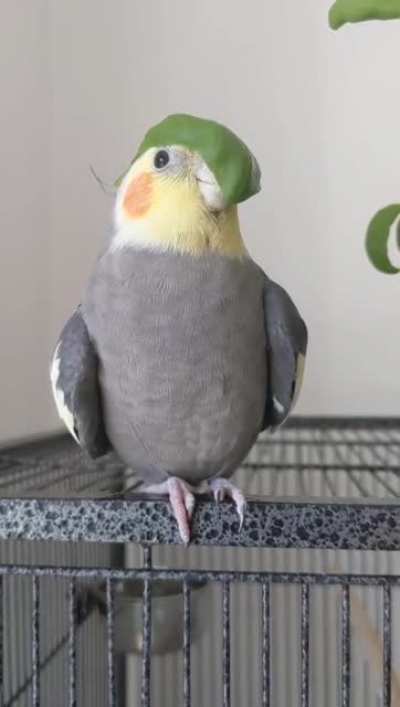 BirbyBirb