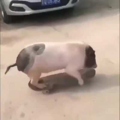 Four legged skateboarder