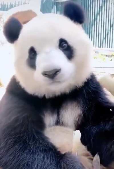 Look at the cute lil nose wiggles as he eats! Now that's a tempter.