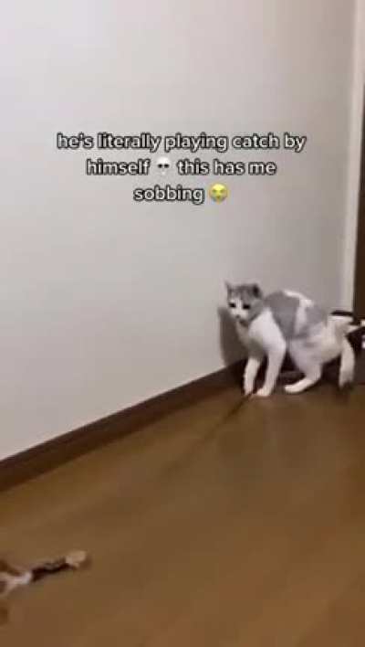 Cat playing catch with itself