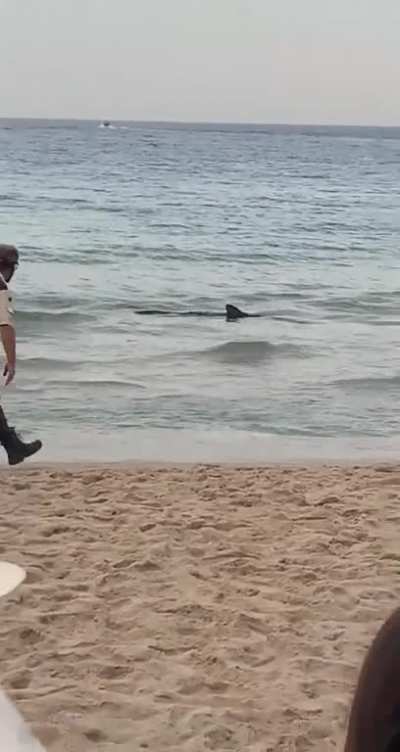 Happened in Benidorm, Spain, a shark that appears to be disoriented forces people to leave the beach