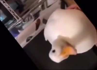 Get duck rolled