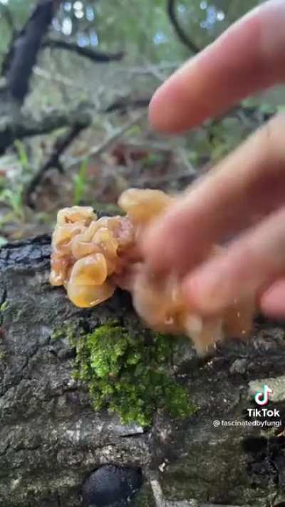 It’s Ushy-Gushy Mushy Season…but don’t.