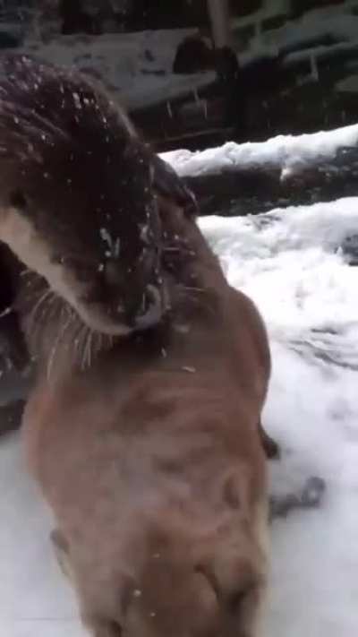Panda loves to play in Snow!!! <3