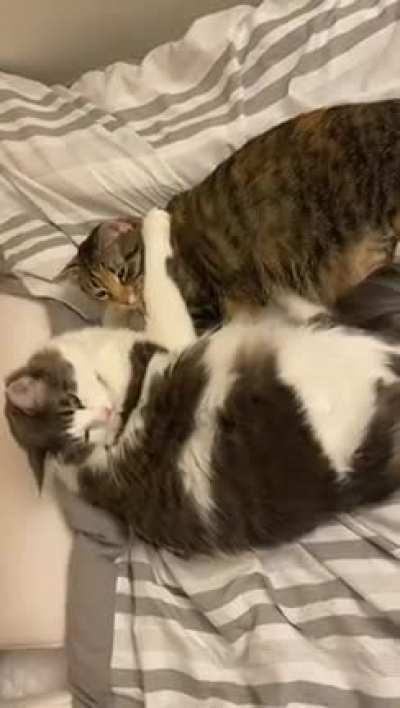 Walked into Mango & Coconut cuddling