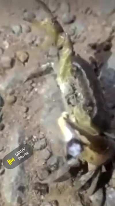 Blursed Crab